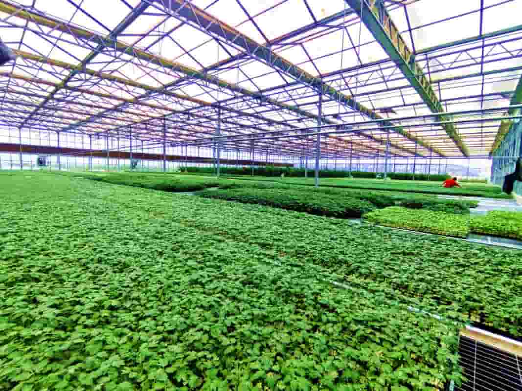 商品苗培育项目