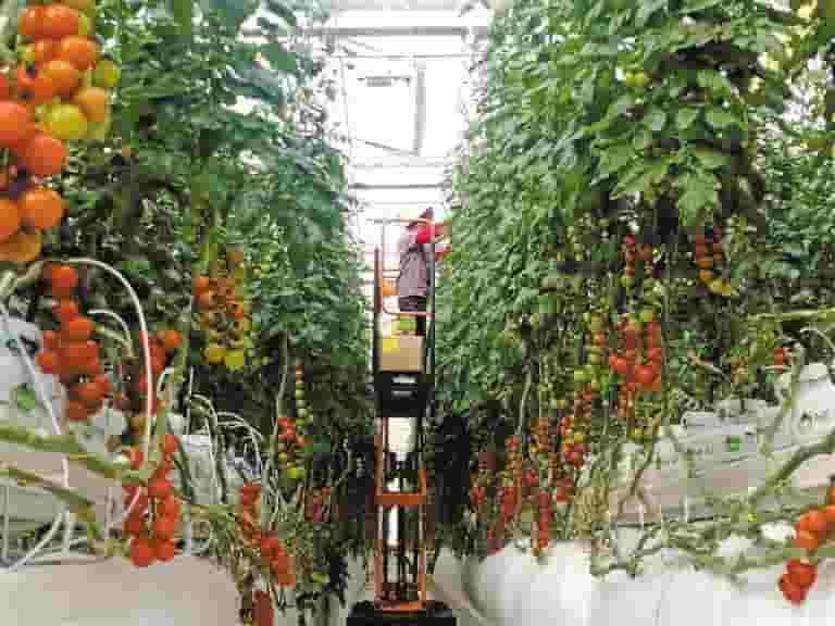 公司开展农业技术培训