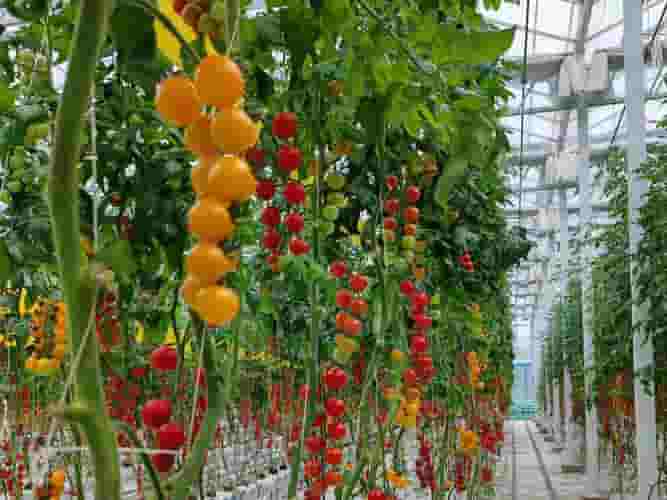 公司获得农业科技进步奖