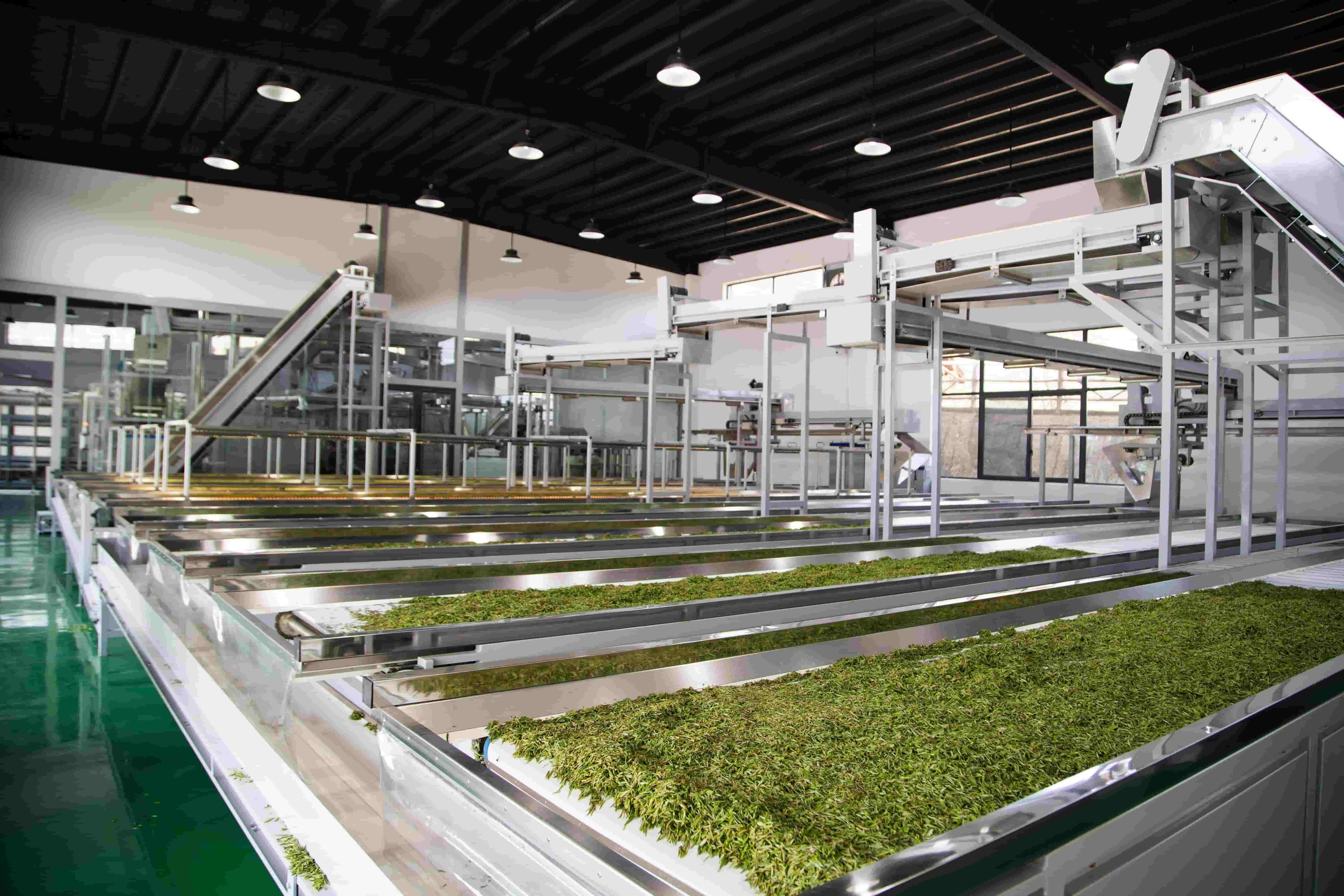 茶叶种植加工项目